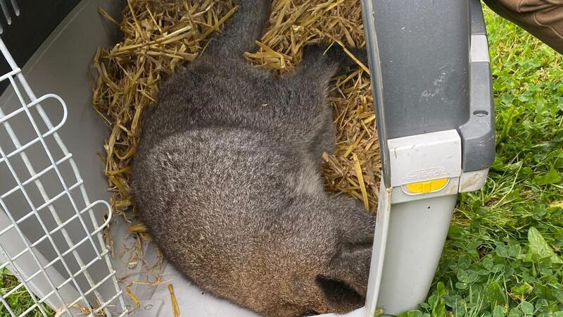 Down under in Dösemoor – Ausgebüxtes Känguru geschnappt Das Känguru betäubt in der Transportbox.