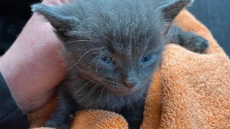 Das Katzen-Baby wurde dem Tierheim-Mitarbeiter einfach in die Hand gedrückt.