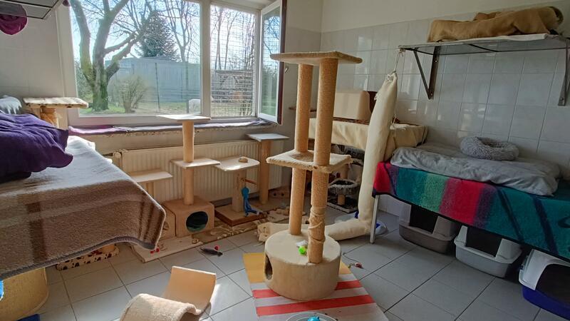 Das Katzenzimmer hat eigentlich sechs Bewohner, doch die schüchternen Gesellen haben sich versteckt.