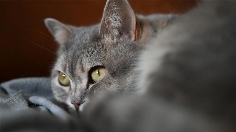 China klont Haustiere: Aus Tomcat wird Little Tomcat - Kritik von Tierschützern Das Klonen von Haustieren wird in China beliebter, ist jedoch kostspielig: Bis zu 48.000 Euro stellen Anbieter in Rechnung. Zudem gibt es Kritik von Tierschützern. (Symbolbild)