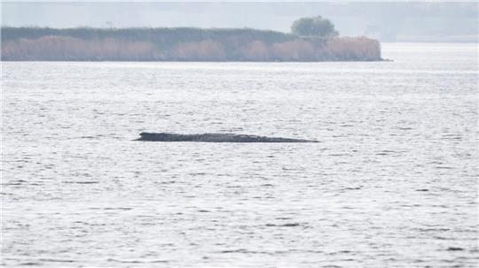 Das Konzept einer privaten Initiative soll nun den Wal retten.