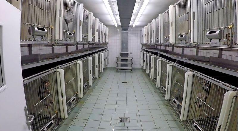 LPT: Das Qual-Labor ist endgültig Geschichte Das LPT-Tierversuchslabor in Mienenbüttel. Foto: Soko Tierschutz/ Cruelty Free Internationalal (Archiv)
