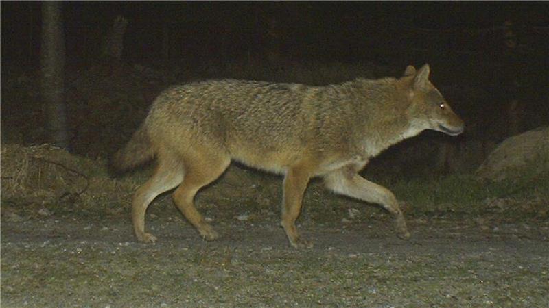 Das Landesamt für Umwelt erlaubt den Abschuss eines Goldschakals auf Sylt. (Symbolbild)
