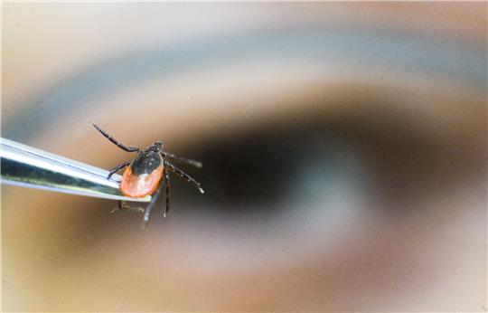 Das Landesgesundheitsamt sammelt jedes Frühjahr an ausgewählten Orten Zecken und untersucht diese unter anderem auf das FSME-Virus. Foto: dpa