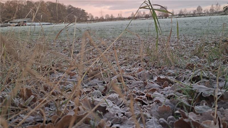 Das Laub am Boden ist gefroren.
