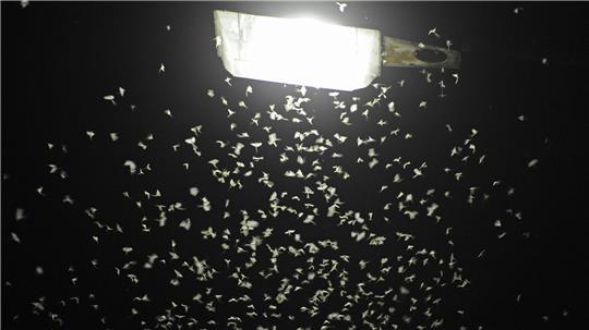 Das Licht von Straßenlaternen lockt Insekten an. (Archivbild)