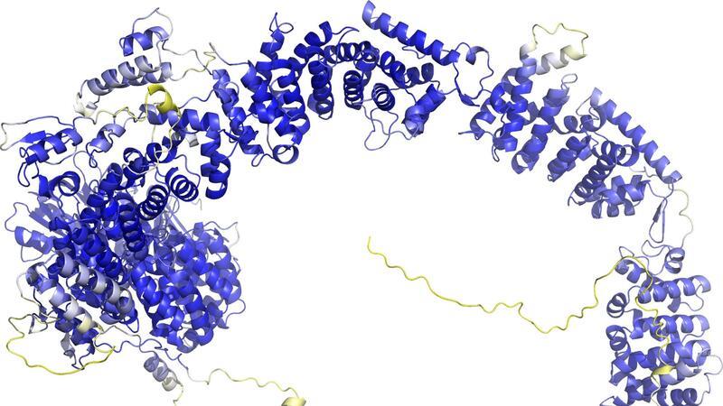 „AlphaFold 3“ sagt Struktur aller Moleküle des Lebens voraus Das Modell der AlphaFold Protein Structure Database stellt das Rückgrat der Proteinstruktur dar. Sogenannte Sekundärstrukturelemente sind als Bänder wiedergegeben. In den blauen Bereichen ist das Model vermutlich zuverlässig. Die gelben Bereiche sind wahrscheinlich flexibel, und nur eine mögliche Struktur ist dargestellt.