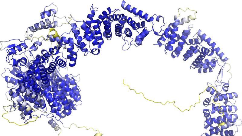 Das Modell der AlphaFold Protein Structure Database stellt das Rückgrat der Proteinstruktur dar. Sogenannte Sekundärstrukturelemente sind als Bänder wiedergegeben. In den blauen Bereichen ist das Model vermutlich zuverlässig. Die gelben Bereiche sind wahrscheinlich flexibel, und nur eine mögliche Struktur ist dargestellt.