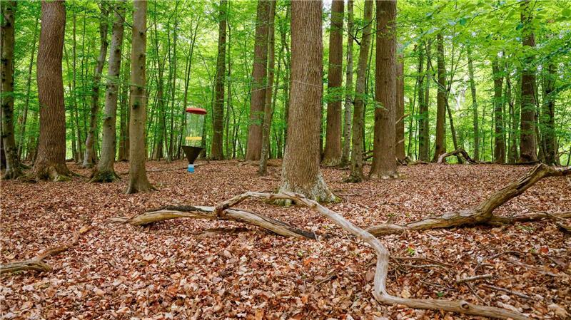 Biodiversitätsmonitoring in Wäldern ist gestartet Das Monitoring soll neue Erkenntnisse für den naturnahen Waldbau und den integrativen Waldnaturschutz liefern.