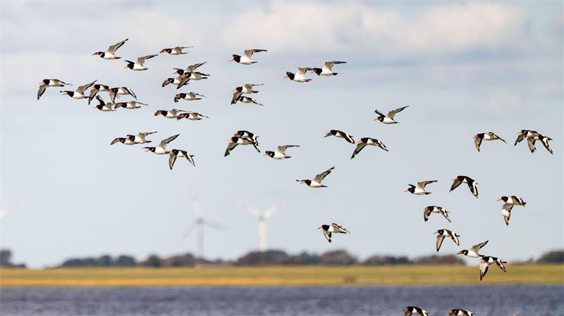 Wachen Ranger bald auch auf der Nordsee? Das Monitoring von Vögeln und anderen Lebewesen im Wattenmeer ist eine Aufgabe der Nationalpark-Ranger. (Archivbild)