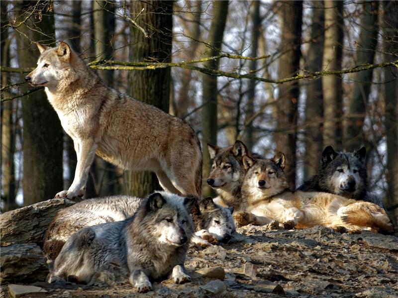 Das Natureum in Balje informierte über die Rückkehr der Wölfe in Niedersachse (Archivbild). Foto Uwe Holger Schmitt/Natureum