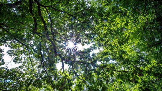 Das Naturschutzgebiet Heimfelder in Hamburg bietet Lebensraum für zahlreiche seltene und bedrohte Tierarten. (Symbolbild) 