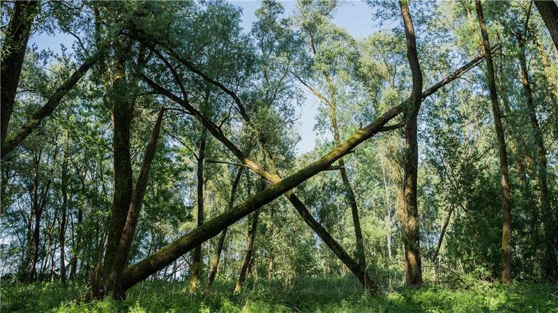Umweltbehörde nennt Grünflächen-Bilanz erfolgreich Das Naturschutzgebiet Vollhöfner Weiden liegt am Rande des Hafens. (Archivbild)