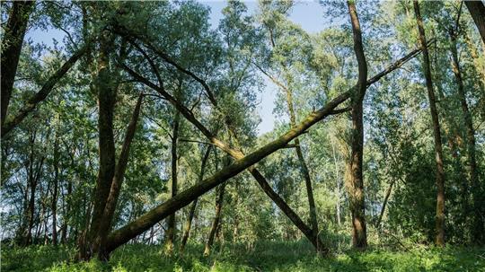 Das Naturschutzgebiet Vollhöfner Weiden liegt am Rande des Hafens. (Archivbild) 