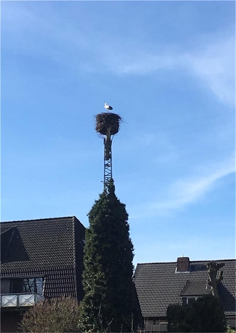 Das Nest auf dem hohen Gittermast ist belegt: Der erste Weißstorch ist wieder auf dem Hof von Familie Schlichting in Agathenburg eingetroffen. Foto: Komatowsky