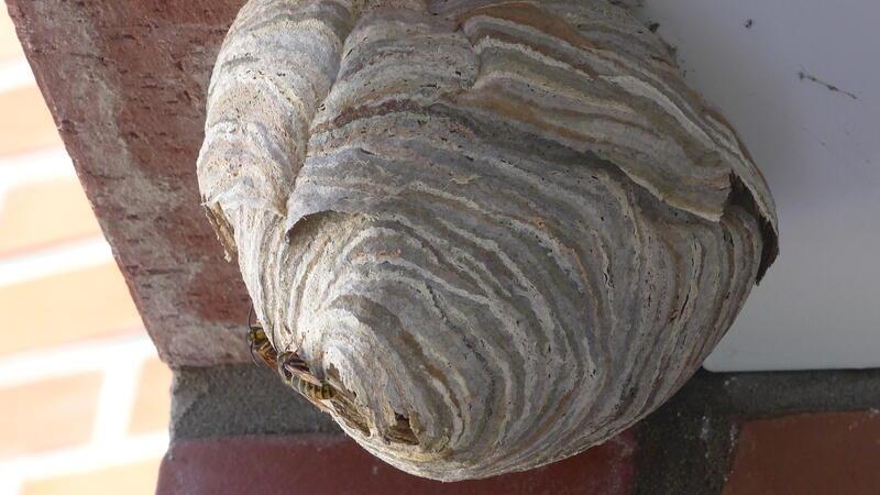 Das Nest der sächsischen Wespe ist im August bereits verlassen.