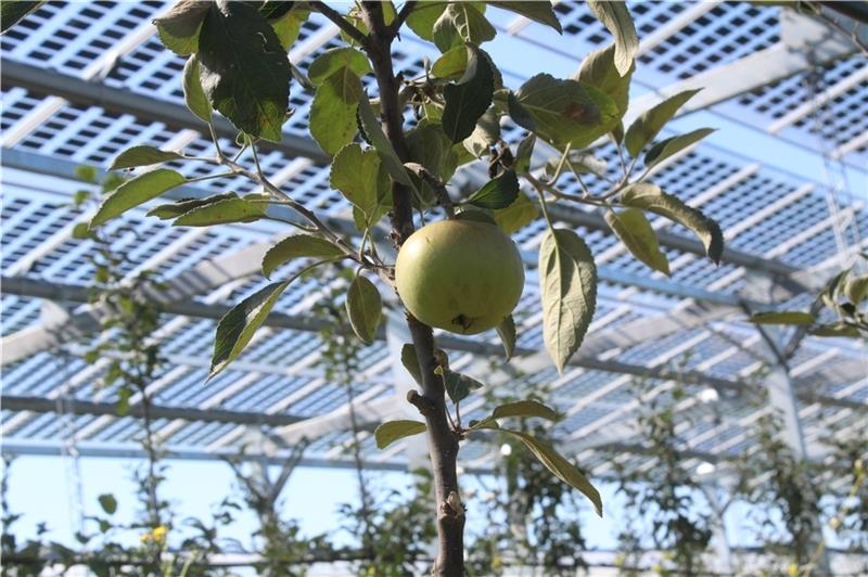 Das Obstbauzentrum Esteburg will in Moorende untersuchen, ob sich Obst- und Solar-Stromerzeugung verbinden lassen. Foto: Fraunhofer-Institut für Solare Energiesysteme