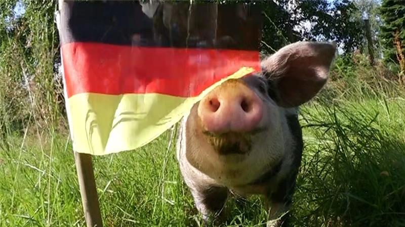 Das Orakelschwein erschnüffelt vor jedem Deutschlandspiel das Ergebnis.