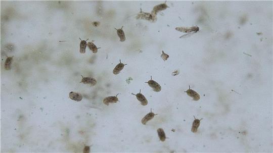 Das Oropouche-Virus wird durch verschiedene Mücken übertragen.