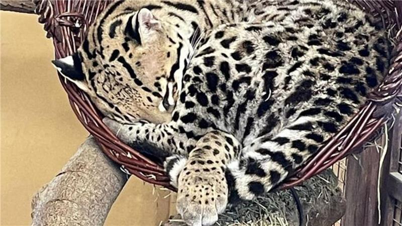 Erster Nachwuchs im Waldzoo: Was in der Wingst im Winter zu sehen ist Das Ozelotmännchen chillt im Hängekorb.