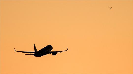 Das Paar soll sich auf dem Flug zwischen Panama und Argentinien kennengelernt haben. (Symbolbild) 