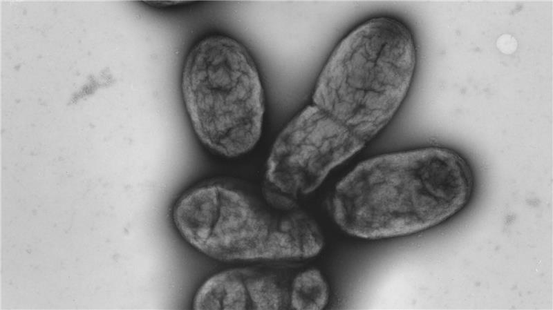 Das Pestbakterium Yersinia pestis