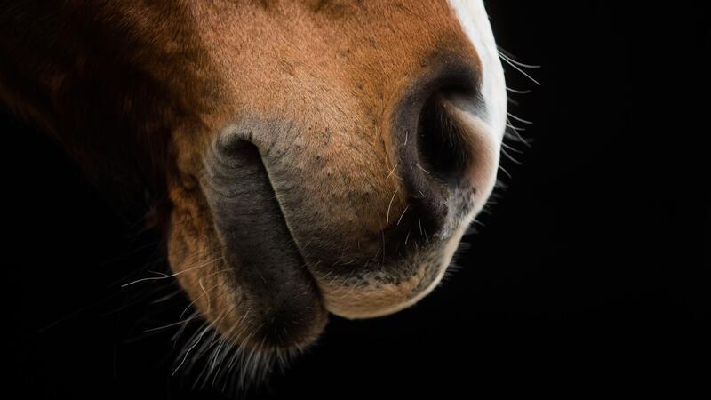 Das Pferd dürfte ebenso überrascht gewesen sein, wie sein Besitzer. (Symbolbild)
