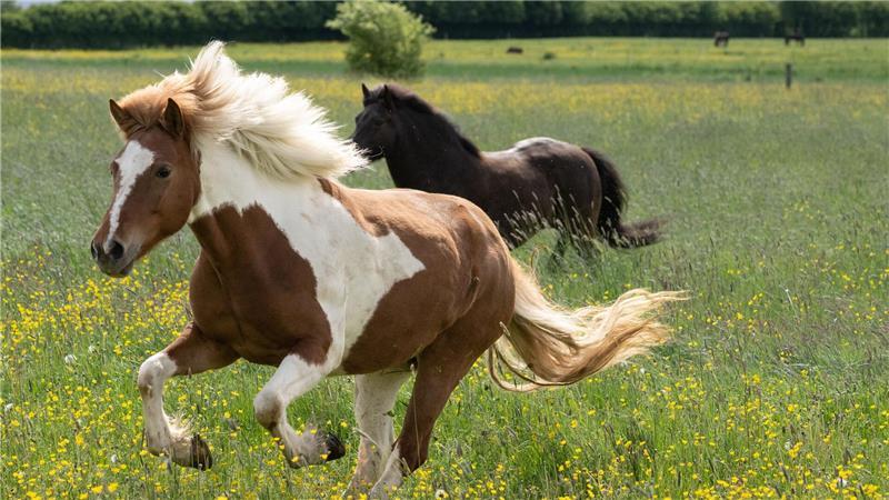 Das Pferd hatte an der Brust eine Verletzung. (Symbolbild)