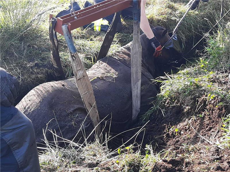 Pferd stürzt in Heitmannshausen in Graben Das Pferd konnte sich nicht mehr selbst aus dem Graben in Heitmannshausen befreien. Foto: Dehmlow/Feuerwehren SG Horneburg