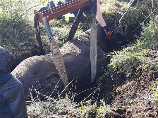 Das Pferd konnte sich nicht mehr selbst aus dem Graben in Heitmannshausen befreien. Foto: Dehmlow/Feuerwehren SG Horneburg