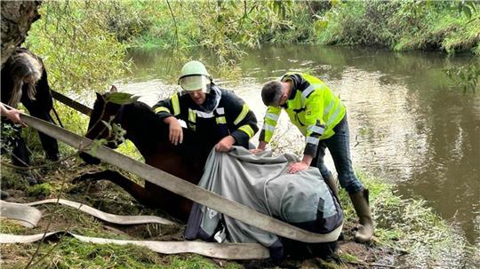 Das Pferd musste von der Feuerwehr aus der Oste befreit werden. Foto: Feuerwehr