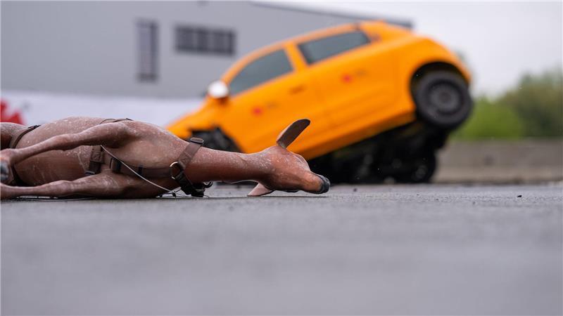 Studie zu Wildunfällen: Ausweichen macht es schlimmer Das Reh, in diesem Fall ein Nachbau, hätte den Aufprall wahrscheinlich nicht überlebt. Der Autofahrer würde wohl schwer verletzt überleben.