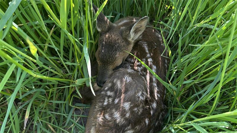Erfolgreiche Saison: 177 Rehkitze wurden vor dem Mähtod gerettet Das Rehkitz duckt sich und versteckt sich im Gras. Der natürliche Schutzinstinkt führt dazu, dass Kitze bei Mäharbeiten getötet werden.