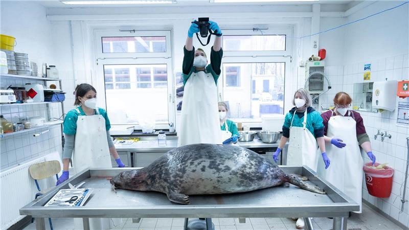 Das Robbensterben vor Rügen im Herbst 2024 hat aufwendige Ermittlungen nach sich gezogen. (Archivbild)