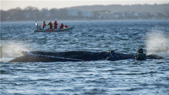 Das Schicksal des Wals wird auch international verfolgt.