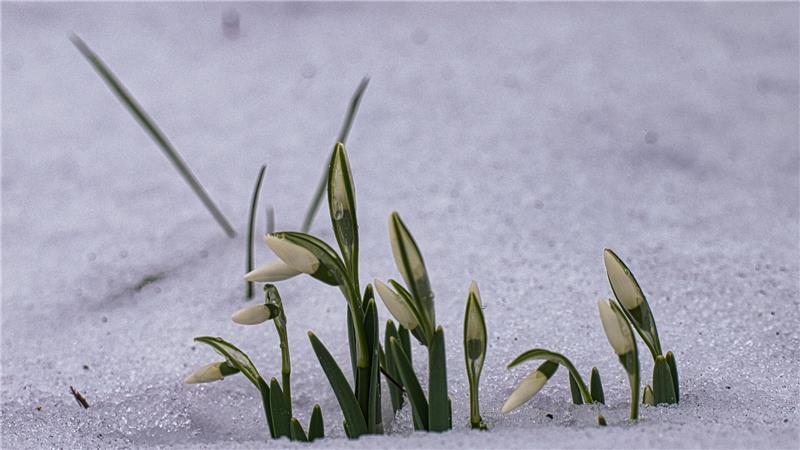 Das Schneeglöckchen liebt die Kälte und hat ausreichend Widerstandskraft inmitten vom Schnee.