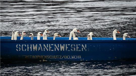 Das Schwanenwesen kümmert sich um Schwäne. So weit, so klar. Doch da ist noch viel mehr. (Archivbild)