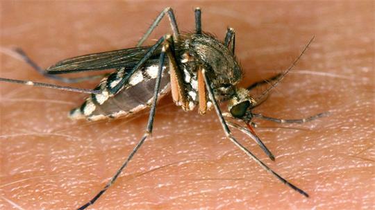 Das Sindbis-Virus (SINV) wird durch Stechmücken übertragen.