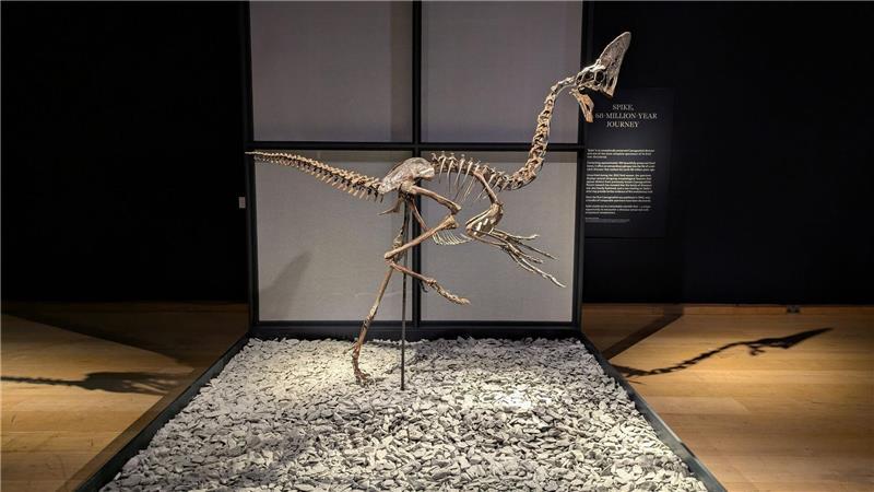 Das Skelett eines Oviraptorosauriers namens „Spike“ stammt aus der Kreidezeit.