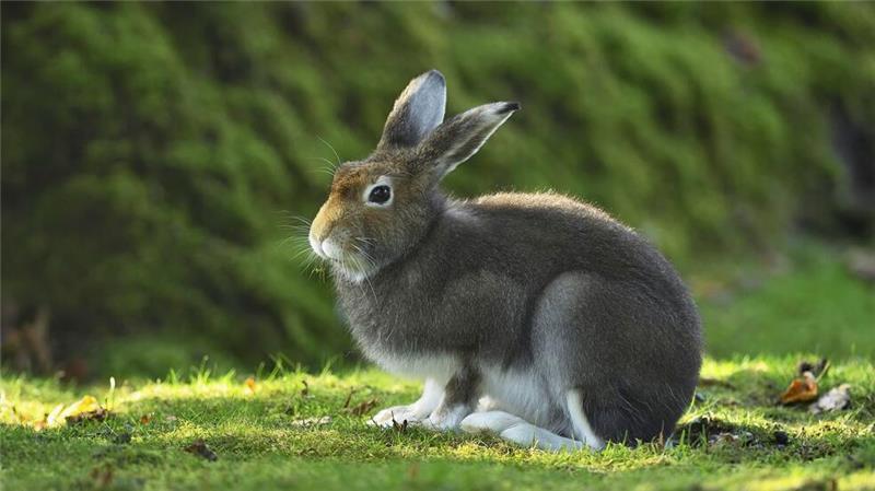 Alpenschneehase zum „Tier des Jahres“ gewählt Das Sommerfell soll die Hasen schwerer sichtbar machen für Füchse, Marder, Raben und Greifvögel.