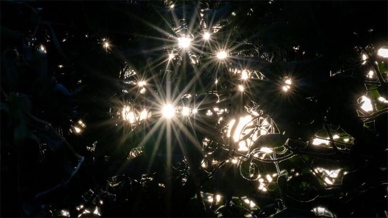 Das Sonnenlicht scheint durch die Blätter eines Fliederstrauchs in Untermerzbach.