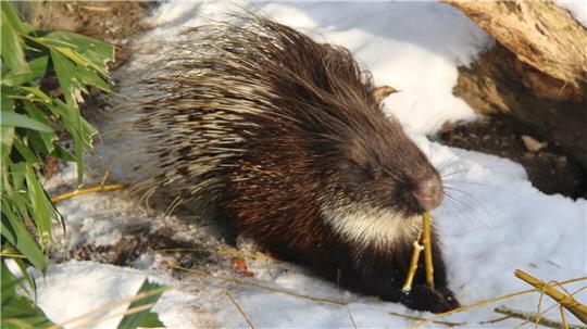 Das Stachelschwein trotzt im Wingster Zoo der Kälte und nagt genüsslich an Weidenzweigen.