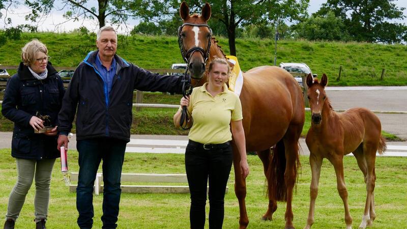 Das Stutfohlen von Barbarossa - Fürst Nymphenburg - Wordly gezogen von Kerstin und Andreas Wichers aus Cuxhaven-Altenbruch wurde zum Sieger der Dressurfohlen (jung) gekürt.
