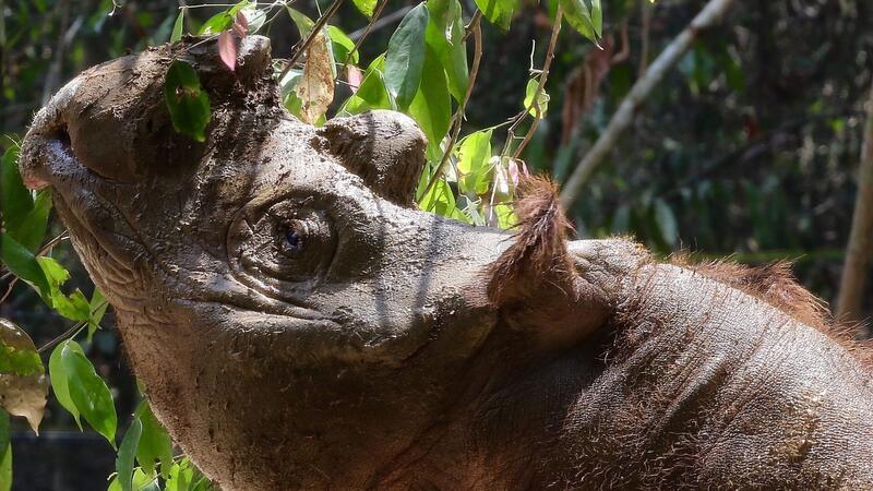Extrem seltenes Sumatra-Nashorn in Indonesien geboren Das Sumatra-Nashorn ist die kleinste der fünf weltweit existierenden Nashorn-Arten.