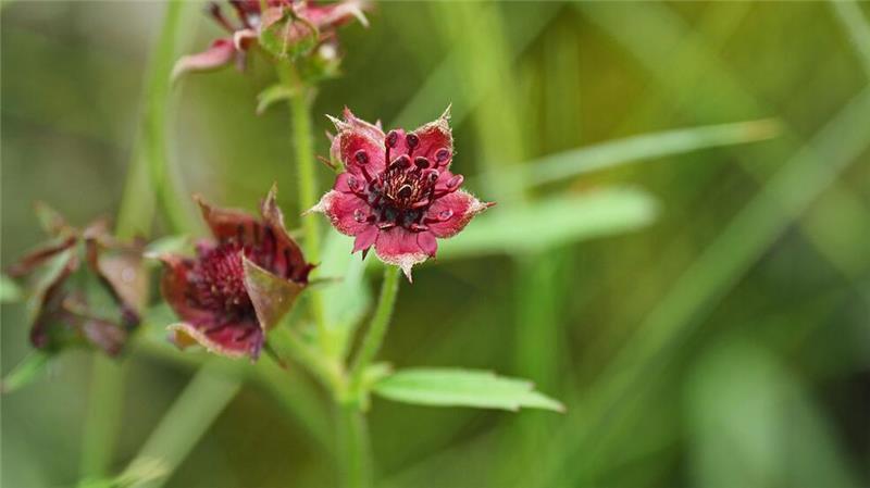 Sumpf-Blutauge ist „Blume des Jahres 2025“ Das Sumpf-Blutauge wurde von der Loki Schmidt Stiftung zur „Blume des Jahres 2025“ auserkoren.