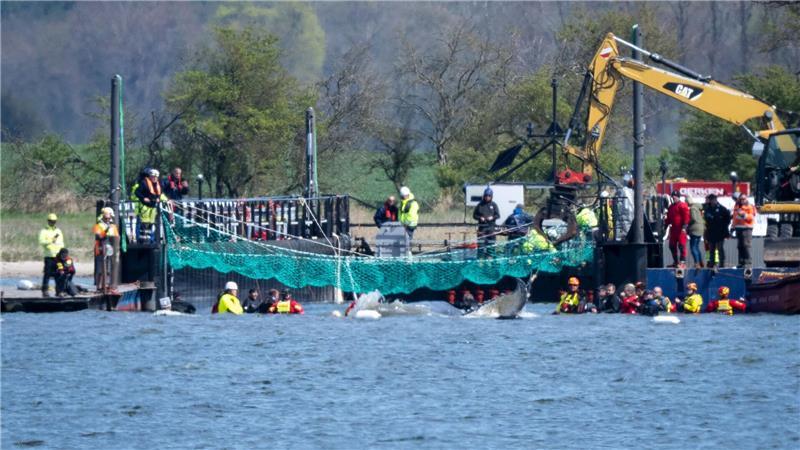 Das Tier bewegte sich durch eine zuvor ausgebaggerte Rinne in die sogenannte Barge, nachdem Helfer ihn zuvor mit Gurten in diese Richtung gezogen hatten.