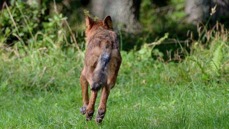 Im Video: Autofahrer filmt mutmaßlichen Wolf mitten auf Dorfkreuzung Das Tier ergriff die Flucht vor dem Autofahrer (Symbolbild).