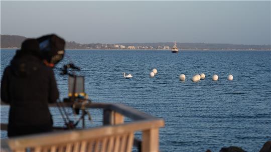 Das Tier ist an der Ostseeküste vor Timmendorfer Strand nicht mehr zu sehen. 