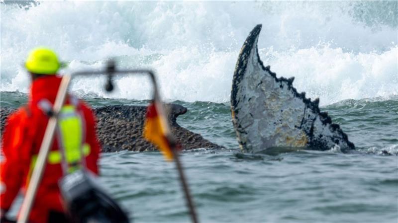Das Tier wurde in der Nacht zum Montag laut Polizei im Wasser vor dem Ortsteil Niendorf in Timmendorfer Strand entdeckt.