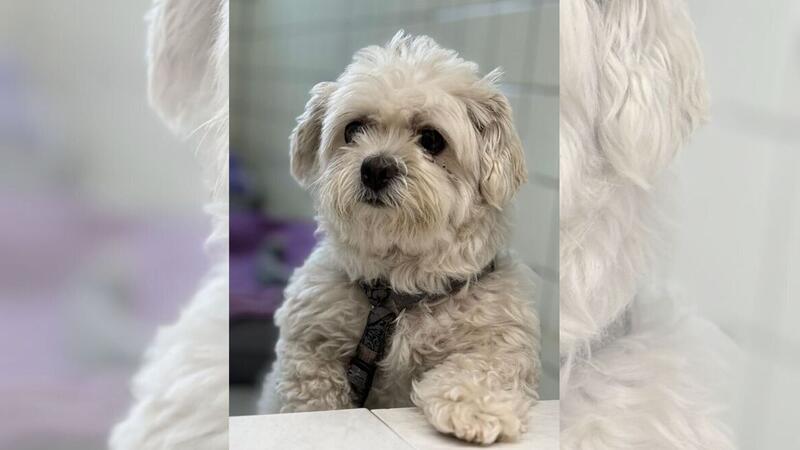 Das Tierheim Cuxhaven bittet um Spenden, um Thor und anderen Tieren helfen zu können.